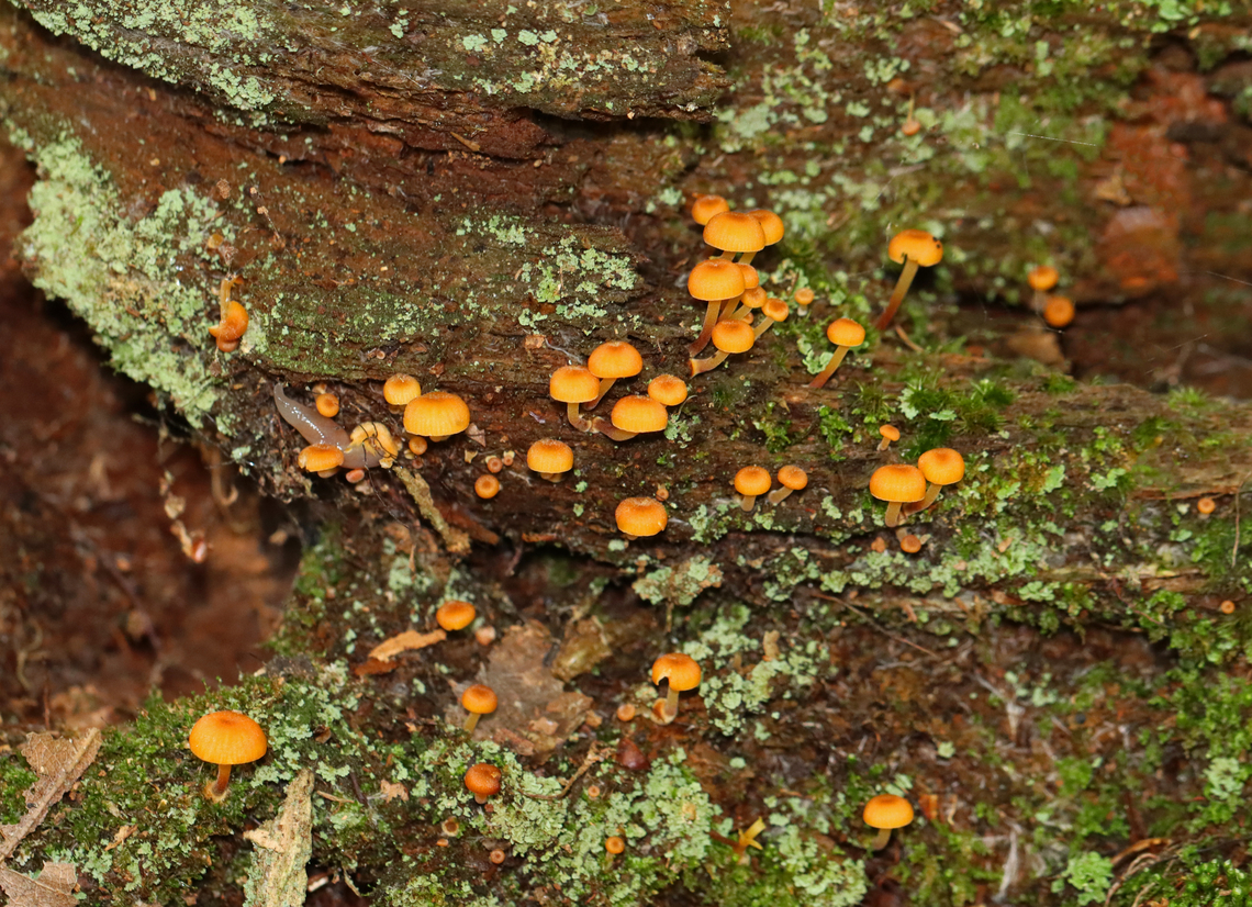 Golden Trumpets - Xeromphalina campanella Habitat: Growing on a rotting coniferous stump<br />
<figure class="photo"><a href="https://www.jungledragon.com/image/141405/golden_trumpets_-_xeromphalina_campanella.html" title="Golden Trumpets - Xeromphalina campanella"><img src="https://s3.amazonaws.com/media.jungledragon.com/images/3232/141405_thumb.jpg?AWSAccessKeyId=05GMT0V3GWVNE7GGM1R2&Expires=1767225610&Signature=vDYSRl5W7Bb5jS2xNaOEoWnOXQI%3D" width="200" height="148" alt="Golden Trumpets - Xeromphalina campanella Habitat: Growing on a rotting coniferous stump<br />
https://www.jungledragon.com/image/141405/golden_trumpets_-_xeromphalina_campanella.html<br />
https://www.jungledragon.com/image/141408/golden_trumpets_-_xeromphalina_campanella.html<br />
https://www.jungledragon.com/image/141407/golden_trumpets_-_xeromphalina_campanella.html<br />
https://www.jungledragon.com/image/141406/golden_trumpets_-_xeromphalina_campanella.html Fungus,Geotagged,Golden trumpet,Summer,United States,Xeromphalina,Xeromphalina campanella,mushroom" /></a></figure><br />
<figure class="photo"><a href="https://www.jungledragon.com/image/141408/golden_trumpets_-_xeromphalina_campanella.html" title="Golden Trumpets - Xeromphalina campanella"><img src="https://s3.amazonaws.com/media.jungledragon.com/images/3232/141408_thumb.jpg?AWSAccessKeyId=05GMT0V3GWVNE7GGM1R2&Expires=1767225610&Signature=%2BQECnOUKv1JWx%2F2nDudKHujMR6c%3D" width="200" height="134" alt="Golden Trumpets - Xeromphalina campanella Habitat: Growing on a rotting coniferous stump<br />
https://www.jungledragon.com/image/141405/golden_trumpets_-_xeromphalina_campanella.html<br />
https://www.jungledragon.com/image/141408/golden_trumpets_-_xeromphalina_campanella.html<br />
https://www.jungledragon.com/image/141407/golden_trumpets_-_xeromphalina_campanella.html<br />
https://www.jungledragon.com/image/141406/golden_trumpets_-_xeromphalina_campanella.html Geotagged,Golden trumpet,Summer,United States,Xeromphalina campanella" /></a></figure><br />
<figure class="photo"><a href="https://www.jungledragon.com/image/141407/golden_trumpets_-_xeromphalina_campanella.html" title="Golden Trumpets - Xeromphalina campanella"><img src="https://s3.amazonaws.com/media.jungledragon.com/images/3232/141407_thumb.jpg?AWSAccessKeyId=05GMT0V3GWVNE7GGM1R2&Expires=1767225610&Signature=zeEaTi%2FDQSeCCKb66zOkMOppvxM%3D" width="200" height="146" alt="Golden Trumpets - Xeromphalina campanella Habitat: Growing on a rotting coniferous stump<br />
https://www.jungledragon.com/image/141405/golden_trumpets_-_xeromphalina_campanella.html<br />
https://www.jungledragon.com/image/141408/golden_trumpets_-_xeromphalina_campanella.html<br />
https://www.jungledragon.com/image/141407/golden_trumpets_-_xeromphalina_campanella.html<br />
https://www.jungledragon.com/image/141406/golden_trumpets_-_xeromphalina_campanella.html Geotagged,Golden trumpet,Summer,United States,Xeromphalina campanella" /></a></figure><br />
<figure class="photo"><a href="https://www.jungledragon.com/image/141406/golden_trumpets_-_xeromphalina_campanella.html" title="Golden Trumpets - Xeromphalina campanella"><img src="https://s3.amazonaws.com/media.jungledragon.com/images/3232/141406_thumb.jpg?AWSAccessKeyId=05GMT0V3GWVNE7GGM1R2&Expires=1767225610&Signature=X%2B%2FBBucJMB5m32i7ibbNAwNZj%2B8%3D" width="200" height="136" alt="Golden Trumpets - Xeromphalina campanella Habitat: Growing on a rotting coniferous stump<br />
https://www.jungledragon.com/image/141405/golden_trumpets_-_xeromphalina_campanella.html<br />
https://www.jungledragon.com/image/141408/golden_trumpets_-_xeromphalina_campanella.html<br />
https://www.jungledragon.com/image/141407/golden_trumpets_-_xeromphalina_campanella.html<br />
https://www.jungledragon.com/image/141406/golden_trumpets_-_xeromphalina_campanella.html Geotagged,Golden trumpet,Summer,United States,Xeromphalina campanella" /></a></figure> Geotagged,Golden trumpet,Summer,United States,Xeromphalina campanella