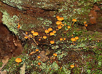 Golden Trumpets - Xeromphalina campanella Habitat: Growing on a rotting coniferous stump<br />
https://www.jungledragon.com/image/141405/golden_trumpets_-_xeromphalina_campanella.html<br />
https://www.jungledragon.com/image/141408/golden_trumpets_-_xeromphalina_campanella.html<br />
https://www.jungledragon.com/image/141407/golden_trumpets_-_xeromphalina_campanella.html<br />
https://www.jungledragon.com/image/141406/golden_trumpets_-_xeromphalina_campanella.html Geotagged,Golden trumpet,Summer,United States,Xeromphalina campanella