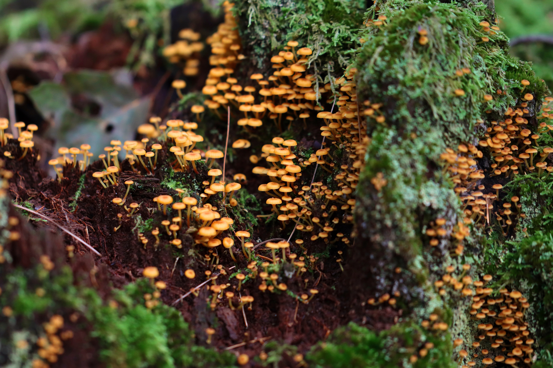 Golden Trumpets - Xeromphalina campanella Habitat: Growing on a rotting coniferous stump<br />
<figure class="photo"><a href="https://www.jungledragon.com/image/141405/golden_trumpets_-_xeromphalina_campanella.html" title="Golden Trumpets - Xeromphalina campanella"><img src="https://s3.amazonaws.com/media.jungledragon.com/images/3232/141405_thumb.jpg?AWSAccessKeyId=05GMT0V3GWVNE7GGM1R2&Expires=1759968010&Signature=Syj1g3iuEIPn2DWAd2IF9iI%2FnsA%3D" width="200" height="148" alt="Golden Trumpets - Xeromphalina campanella Habitat: Growing on a rotting coniferous stump<br />
https://www.jungledragon.com/image/141405/golden_trumpets_-_xeromphalina_campanella.html<br />
https://www.jungledragon.com/image/141408/golden_trumpets_-_xeromphalina_campanella.html<br />
https://www.jungledragon.com/image/141407/golden_trumpets_-_xeromphalina_campanella.html<br />
https://www.jungledragon.com/image/141406/golden_trumpets_-_xeromphalina_campanella.html Fungus,Geotagged,Golden trumpet,Summer,United States,Xeromphalina,Xeromphalina campanella,mushroom" /></a></figure><br />
<figure class="photo"><a href="https://www.jungledragon.com/image/141408/golden_trumpets_-_xeromphalina_campanella.html" title="Golden Trumpets - Xeromphalina campanella"><img src="https://s3.amazonaws.com/media.jungledragon.com/images/3232/141408_thumb.jpg?AWSAccessKeyId=05GMT0V3GWVNE7GGM1R2&Expires=1759968010&Signature=yYLlMkFNkr2Y5AY0uUJp2a4DagI%3D" width="200" height="134" alt="Golden Trumpets - Xeromphalina campanella Habitat: Growing on a rotting coniferous stump<br />
https://www.jungledragon.com/image/141405/golden_trumpets_-_xeromphalina_campanella.html<br />
https://www.jungledragon.com/image/141408/golden_trumpets_-_xeromphalina_campanella.html<br />
https://www.jungledragon.com/image/141407/golden_trumpets_-_xeromphalina_campanella.html<br />
https://www.jungledragon.com/image/141406/golden_trumpets_-_xeromphalina_campanella.html Geotagged,Golden trumpet,Summer,United States,Xeromphalina campanella" /></a></figure><br />
<figure class="photo"><a href="https://www.jungledragon.com/image/141407/golden_trumpets_-_xeromphalina_campanella.html" title="Golden Trumpets - Xeromphalina campanella"><img src="https://s3.amazonaws.com/media.jungledragon.com/images/3232/141407_thumb.jpg?AWSAccessKeyId=05GMT0V3GWVNE7GGM1R2&Expires=1759968010&Signature=BzbvAK9ETsZygNOzrFi7H28WeBA%3D" width="200" height="146" alt="Golden Trumpets - Xeromphalina campanella Habitat: Growing on a rotting coniferous stump<br />
https://www.jungledragon.com/image/141405/golden_trumpets_-_xeromphalina_campanella.html<br />
https://www.jungledragon.com/image/141408/golden_trumpets_-_xeromphalina_campanella.html<br />
https://www.jungledragon.com/image/141407/golden_trumpets_-_xeromphalina_campanella.html<br />
https://www.jungledragon.com/image/141406/golden_trumpets_-_xeromphalina_campanella.html Geotagged,Golden trumpet,Summer,United States,Xeromphalina campanella" /></a></figure><br />
<figure class="photo"><a href="https://www.jungledragon.com/image/141406/golden_trumpets_-_xeromphalina_campanella.html" title="Golden Trumpets - Xeromphalina campanella"><img src="https://s3.amazonaws.com/media.jungledragon.com/images/3232/141406_thumb.jpg?AWSAccessKeyId=05GMT0V3GWVNE7GGM1R2&Expires=1759968010&Signature=GFjZ4JB5vxBJmYZt8V%2BYbIAGY5w%3D" width="200" height="136" alt="Golden Trumpets - Xeromphalina campanella Habitat: Growing on a rotting coniferous stump<br />
https://www.jungledragon.com/image/141405/golden_trumpets_-_xeromphalina_campanella.html<br />
https://www.jungledragon.com/image/141408/golden_trumpets_-_xeromphalina_campanella.html<br />
https://www.jungledragon.com/image/141407/golden_trumpets_-_xeromphalina_campanella.html<br />
https://www.jungledragon.com/image/141406/golden_trumpets_-_xeromphalina_campanella.html Geotagged,Golden trumpet,Summer,United States,Xeromphalina campanella" /></a></figure> Geotagged,Golden trumpet,Summer,United States,Xeromphalina campanella