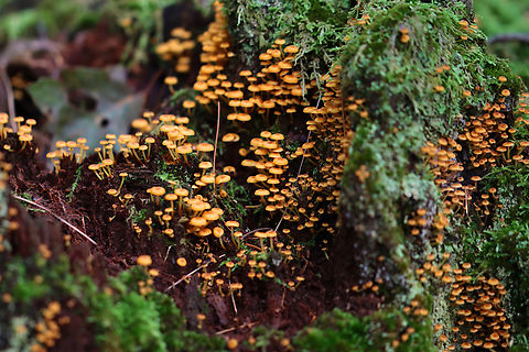 Golden Trumpets - Xeromphalina campanella Habitat: Growing on a rotting coniferous stump
https://www.jungledragon.com/image/141405/golden_trumpets_-_xeromphalina_campanella.html
https://www.jungledragon.com/image/141408/golden_trumpets_-_xeromphalina_campanella.html
https://www.jungledragon.com/image/141407/golden_trumpets_-_xeromphalina_campanella.html
https://www.jungledragon.com/image/141406/golden_trumpets_-_xeromphalina_campanella.html Geotagged,Golden trumpet,Summer,United States,Xeromphalina campanella