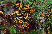 Golden Trumpets - Xeromphalina campanella Habitat: Growing on a rotting coniferous stump<br />
https://www.jungledragon.com/image/141405/golden_trumpets_-_xeromphalina_campanella.html<br />
https://www.jungledragon.com/image/141408/golden_trumpets_-_xeromphalina_campanella.html<br />
https://www.jungledragon.com/image/141407/golden_trumpets_-_xeromphalina_campanella.html<br />
https://www.jungledragon.com/image/141406/golden_trumpets_-_xeromphalina_campanella.html Geotagged,Golden trumpet,Summer,United States,Xeromphalina campanella