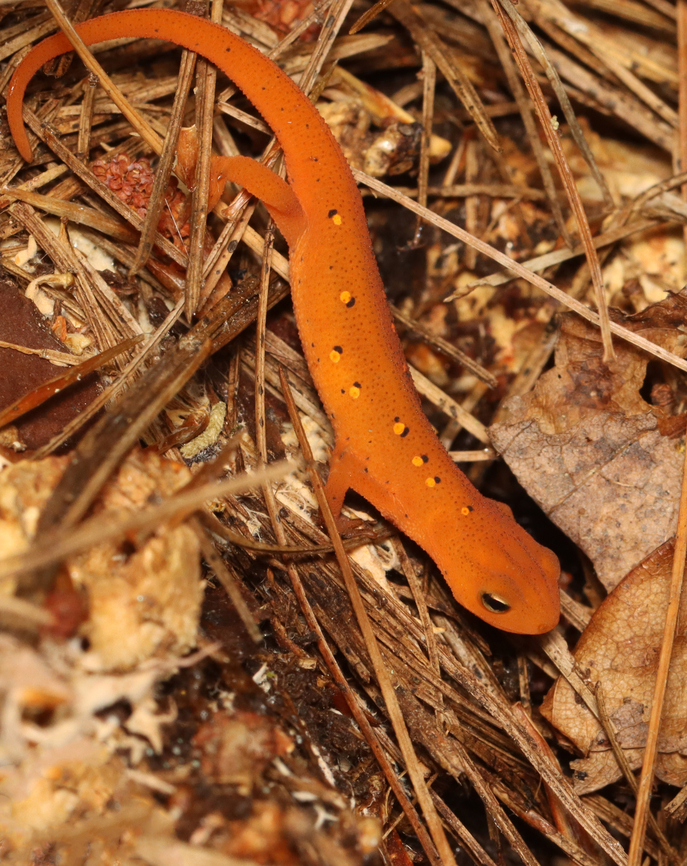 Eastern Newt (Red Eft) - Notophthalmus viridescens It was heading down into a hole when we spotted each other.<br />
<br />
Habitat: Mixed forest Eastern newt,Fall,Geotagged,Notophthalmus,Notophthalmus viridescens,United States,newt,red eft,salamander