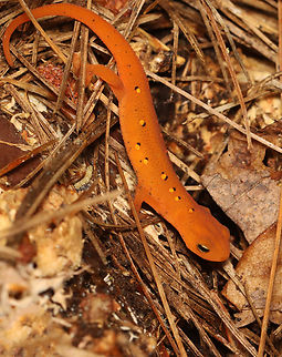 Eastern Newt (Red Eft) - Notophthalmus viridescens It was heading down into a hole when we spotted each other.

Habitat: Mixed forest Eastern newt,Fall,Geotagged,Notophthalmus,Notophthalmus viridescens,United States,newt,red eft,salamander