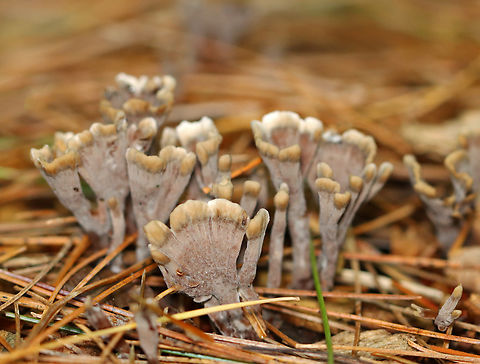 Stinking Earthfan - Thelephora palmata Habitat: Mixed forest Fall,Geotagged,Stinking Earthfan,Thelephora,Thelephora palmata,United States,earthfan,fungus