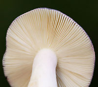 Mushroom - Russula sp. I think it's R. variata, but am not sure.<br />
<br />
Habitat: Mostly deciduous forest<br />
https://www.jungledragon.com/image/141456/mushroom_-_russula_sp.html<br />
https://www.jungledragon.com/image/141458/mushroom_-_russula_sp.html<br />
https://www.jungledragon.com/image/141457/mushroom_-_russula_sp.html Fall,Geotagged,United States