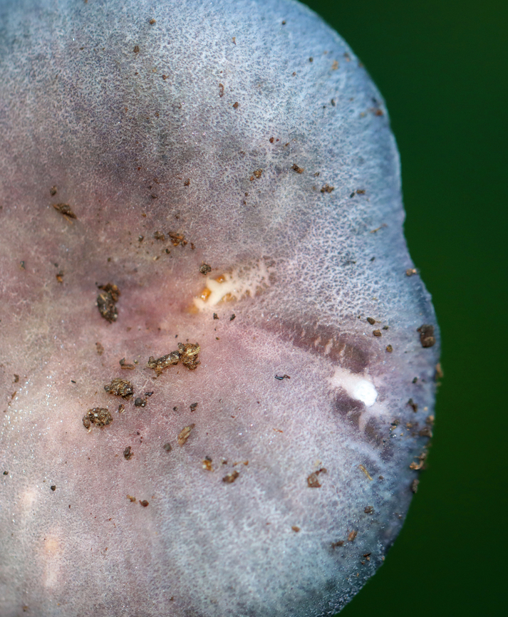 Mushroom - Russula sp. I think it&#039;s R. variata, but am not sure.<br />
<br />
Habitat: Mostly deciduous forest<br />
<figure class="photo"><a href="https://www.jungledragon.com/image/141456/mushroom_-_russula_sp.html" title="Mushroom - Russula sp."><img src="https://s3.amazonaws.com/media.jungledragon.com/images/3232/141456_thumb.jpg?AWSAccessKeyId=05GMT0V3GWVNE7GGM1R2&Expires=1765411210&Signature=dfjqqrT4YQKK75GgvHgjOzQmwhM%3D" width="200" height="178" alt="Mushroom - Russula sp. I think it&#039;s R. variata, but am not sure.<br />
<br />
Habitat: Mostly deciduous forest<br />
https://www.jungledragon.com/image/141456/mushroom_-_russula_sp.html<br />
https://www.jungledragon.com/image/141458/mushroom_-_russula_sp.html<br />
https://www.jungledragon.com/image/141457/mushroom_-_russula_sp.html Fall,Geotagged,United States" /></a></figure><br />
<figure class="photo"><a href="https://www.jungledragon.com/image/141458/mushroom_-_russula_sp.html" title="Mushroom - Russula sp."><img src="https://s3.amazonaws.com/media.jungledragon.com/images/3232/141458_thumb.jpg?AWSAccessKeyId=05GMT0V3GWVNE7GGM1R2&Expires=1765411210&Signature=CE0E7FrVzi2%2FExJkQbtD0p7guKA%3D" width="128" height="152" alt="Mushroom - Russula sp. I think it&#039;s R. variata, but am not sure.<br />
<br />
Habitat: Mostly deciduous forest<br />
https://www.jungledragon.com/image/141456/mushroom_-_russula_sp.html<br />
https://www.jungledragon.com/image/141458/mushroom_-_russula_sp.html<br />
https://www.jungledragon.com/image/141457/mushroom_-_russula_sp.html Fall,Geotagged,Russula,United States,fungus,mushroom" /></a></figure><br />
<figure class="photo"><a href="https://www.jungledragon.com/image/141457/mushroom_-_russula_sp.html" title="Mushroom - Russula sp."><img src="https://s3.amazonaws.com/media.jungledragon.com/images/3232/141457_thumb.jpg?AWSAccessKeyId=05GMT0V3GWVNE7GGM1R2&Expires=1765411210&Signature=EF1eu584nsZ8E%2B8AsyuL00uFZlw%3D" width="126" height="152" alt="Mushroom - Russula sp. I think it&#039;s R. variata, but am not sure.<br />
<br />
Habitat: Mostly deciduous forest<br />
https://www.jungledragon.com/image/141456/mushroom_-_russula_sp.html<br />
https://www.jungledragon.com/image/141458/mushroom_-_russula_sp.html<br />
https://www.jungledragon.com/image/141457/mushroom_-_russula_sp.html Fall,Geotagged,United States" /></a></figure> Fall,Geotagged,United States