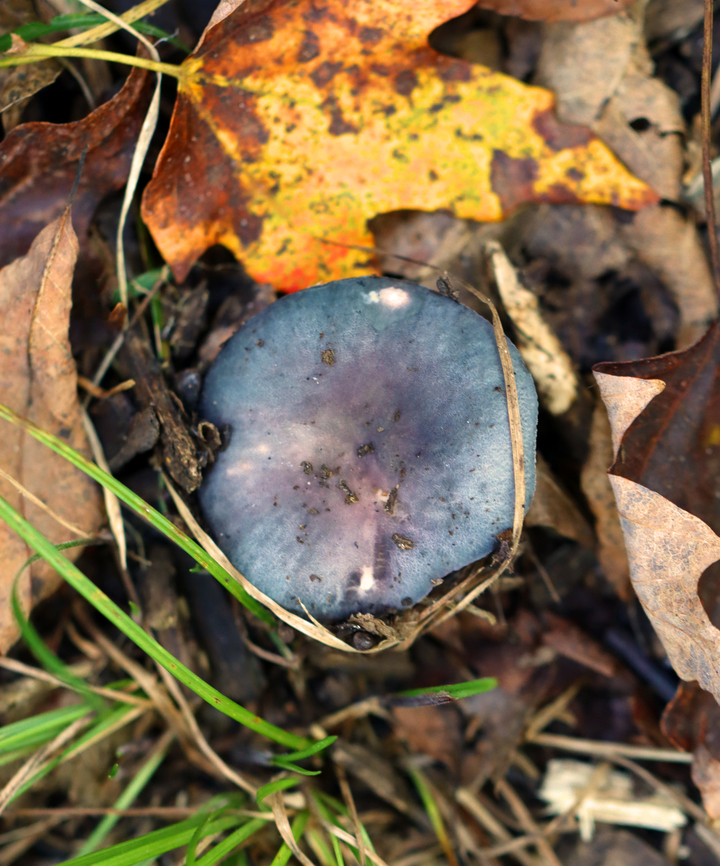 Mushroom - Russula sp. I think it&#039;s R. variata, but am not sure.<br />
<br />
Habitat: Mostly deciduous forest<br />
<figure class="photo"><a href="https://www.jungledragon.com/image/141456/mushroom_-_russula_sp.html" title="Mushroom - Russula sp."><img src="https://s3.amazonaws.com/media.jungledragon.com/images/3232/141456_thumb.jpg?AWSAccessKeyId=05GMT0V3GWVNE7GGM1R2&Expires=1759968010&Signature=HyExrAkTn5d78EcjYM2YmHbU7BU%3D" width="200" height="178" alt="Mushroom - Russula sp. I think it&#039;s R. variata, but am not sure.<br />
<br />
Habitat: Mostly deciduous forest<br />
https://www.jungledragon.com/image/141456/mushroom_-_russula_sp.html<br />
https://www.jungledragon.com/image/141458/mushroom_-_russula_sp.html<br />
https://www.jungledragon.com/image/141457/mushroom_-_russula_sp.html Fall,Geotagged,United States" /></a></figure><br />
<figure class="photo"><a href="https://www.jungledragon.com/image/141458/mushroom_-_russula_sp.html" title="Mushroom - Russula sp."><img src="https://s3.amazonaws.com/media.jungledragon.com/images/3232/141458_thumb.jpg?AWSAccessKeyId=05GMT0V3GWVNE7GGM1R2&Expires=1759968010&Signature=eb%2FG4L9WGFqCPpEDAvS0mBHwWvM%3D" width="128" height="152" alt="Mushroom - Russula sp. I think it&#039;s R. variata, but am not sure.<br />
<br />
Habitat: Mostly deciduous forest<br />
https://www.jungledragon.com/image/141456/mushroom_-_russula_sp.html<br />
https://www.jungledragon.com/image/141458/mushroom_-_russula_sp.html<br />
https://www.jungledragon.com/image/141457/mushroom_-_russula_sp.html Fall,Geotagged,Russula,United States,fungus,mushroom" /></a></figure><br />
<figure class="photo"><a href="https://www.jungledragon.com/image/141457/mushroom_-_russula_sp.html" title="Mushroom - Russula sp."><img src="https://s3.amazonaws.com/media.jungledragon.com/images/3232/141457_thumb.jpg?AWSAccessKeyId=05GMT0V3GWVNE7GGM1R2&Expires=1759968010&Signature=s4YTptrrsH%2BWvtPqH9ZAQOn1kio%3D" width="126" height="152" alt="Mushroom - Russula sp. I think it&#039;s R. variata, but am not sure.<br />
<br />
Habitat: Mostly deciduous forest<br />
https://www.jungledragon.com/image/141456/mushroom_-_russula_sp.html<br />
https://www.jungledragon.com/image/141458/mushroom_-_russula_sp.html<br />
https://www.jungledragon.com/image/141457/mushroom_-_russula_sp.html Fall,Geotagged,United States" /></a></figure> Fall,Geotagged,Russula,United States,fungus,mushroom