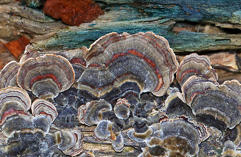 Turkey Tail - Trametes versicolor Habitat: Growing on rotting wood; mostly deciduous forest Fall,Geotagged,Trametes versicolor,Turkey Tail,United States,fungus,mushroom,polypore,trametes