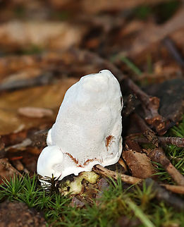 Bleeding Rosette - Abortiporus biennis? *Tentative ID

It looked like a mass of pores and was VERY tough. I had accidentally left my knife in the car and tried, unsuccessfully, to cut it open with my hands and a stick. It bruised brown when handled.

Habitat: Engulfing a stick; mostly deciduous forest
https://www.jungledragon.com/image/141500/bleeding_rosette_-_abortiporus_biennis.html Abortiporus,Abortiporus biennis,Bleeding Rosette,Fall,Geotagged,United States,fungus,mushroom