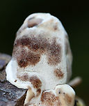Bleeding Rosette - Abortiporus biennis? *Tentative ID<br />
<br />
It looked like a mass of pores and was VERY tough. I had accidentally left my knife in the car and tried, unsuccessfully, to cut it open with my hands and a stick. It bruised brown when handled.<br />
<br />
Habitat: Engulfing a stick; mostly deciduous forest<br />
https://www.jungledragon.com/image/141499/bleeding_rosette_-_abortiporus_biennis.html Abortiporus biennis,Bleeding Rosette,Fall,Geotagged,United States