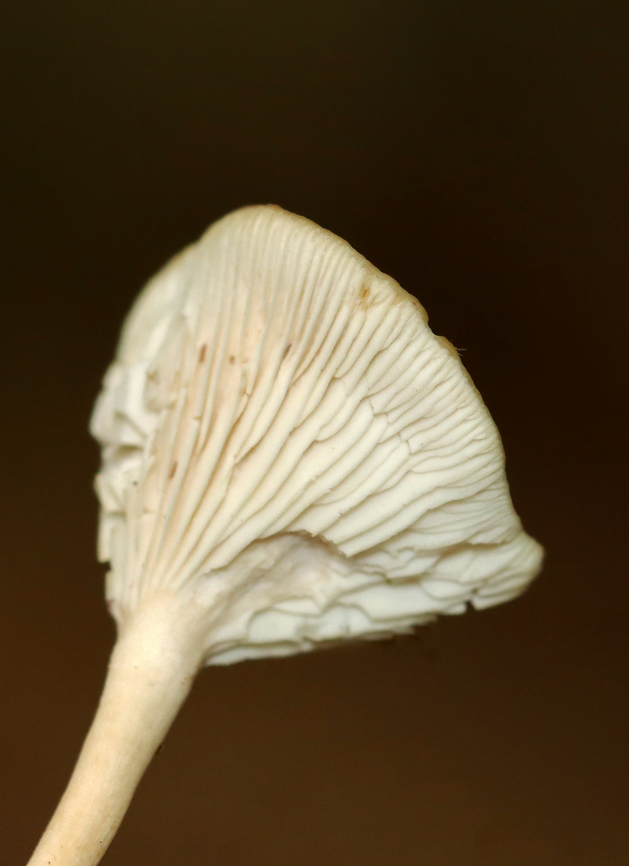 Common Funnel - Infundibulicybe gibba Habitat: Deciduous forest<br />
<figure class="photo"><a href="https://www.jungledragon.com/image/141522/common_funnel_-_infundibulicybe_gibba.html" title="Common Funnel - Infundibulicybe gibba"><img src="https://s3.amazonaws.com/media.jungledragon.com/images/3232/141522_thumb.jpg?AWSAccessKeyId=05GMT0V3GWVNE7GGM1R2&Expires=1759968010&Signature=CbLaeYXqiGfTVXtHYfMwQC8hgvU%3D" width="200" height="158" alt="Common Funnel - Infundibulicybe gibba Habitat: Deciduous forest<br />
https://www.jungledragon.com/image/141521/common_funnel_-_infundibulicybe_gibba.html Common Funnel,Geotagged,Infundibulicybe gibba,Summer,United States" /></a></figure> Common Funnel,Geotagged,Infundibulicybe,Infundibulicybe gibba,Summer,United States,fungus,mushroom