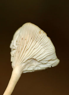 Common Funnel - Infundibulicybe gibba Habitat: Deciduous forest
https://www.jungledragon.com/image/141522/common_funnel_-_infundibulicybe_gibba.html Common Funnel,Geotagged,Infundibulicybe,Infundibulicybe gibba,Summer,United States,fungus,mushroom