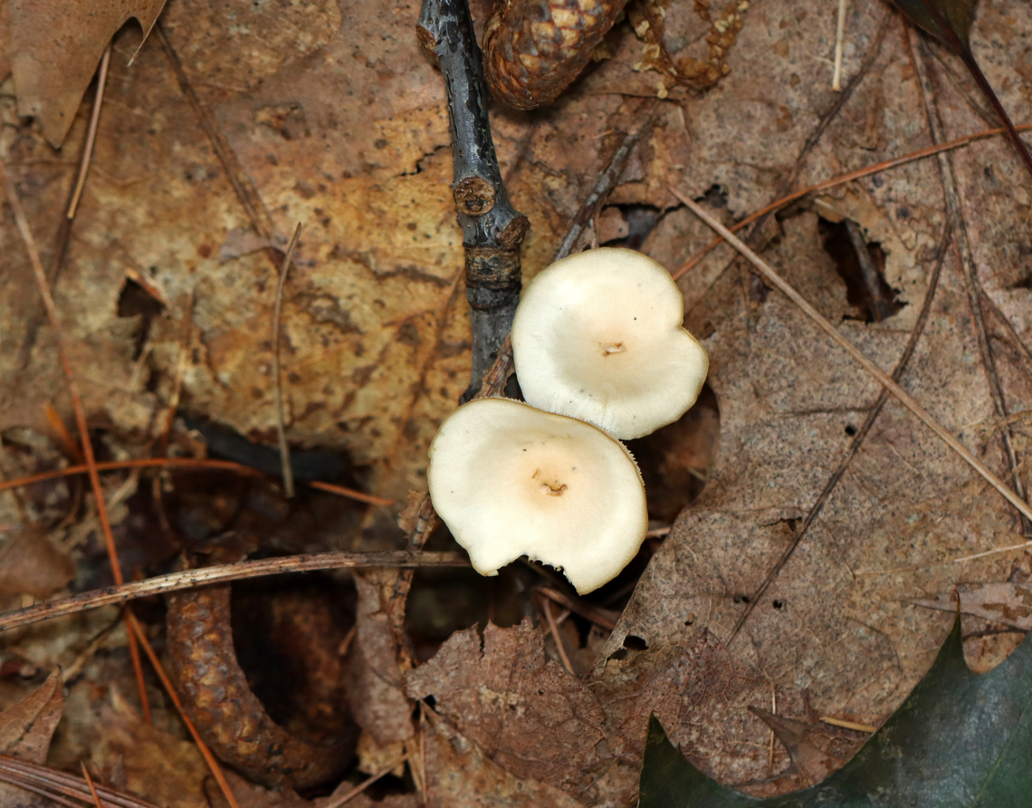 Common Funnel - Infundibulicybe gibba Habitat: Deciduous forest<br />
<figure class="photo"><a href="https://www.jungledragon.com/image/141521/common_funnel_-_infundibulicybe_gibba.html" title="Common Funnel - Infundibulicybe gibba"><img src="https://s3.amazonaws.com/media.jungledragon.com/images/3232/141521_thumb.jpg?AWSAccessKeyId=05GMT0V3GWVNE7GGM1R2&Expires=1759968010&Signature=AYcr0dM90aDFJi07LiNLdnDbjzY%3D" width="112" height="152" alt="Common Funnel - Infundibulicybe gibba Habitat: Deciduous forest<br />
https://www.jungledragon.com/image/141522/common_funnel_-_infundibulicybe_gibba.html Common Funnel,Geotagged,Infundibulicybe,Infundibulicybe gibba,Summer,United States,fungus,mushroom" /></a></figure> Common Funnel,Geotagged,Infundibulicybe gibba,Summer,United States