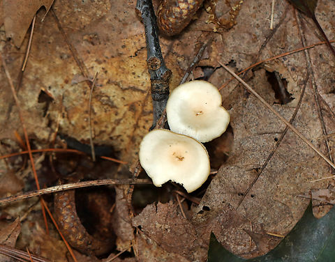 Common Funnel - Infundibulicybe gibba Habitat: Deciduous forest
https://www.jungledragon.com/image/141521/common_funnel_-_infundibulicybe_gibba.html Common Funnel,Geotagged,Infundibulicybe gibba,Summer,United States