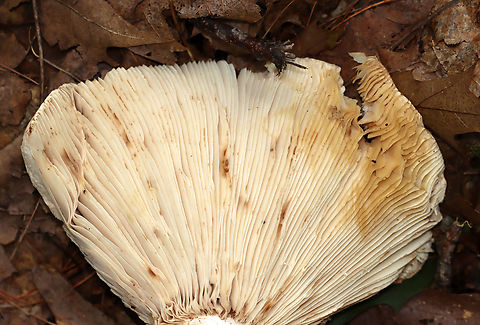 Mushroom - Russula compacta Habitat: Mixed forest
https://www.jungledragon.com/image/141534/mushroom_-_russula_compacta.html Geotagged,Russula compacta,Summer,United States