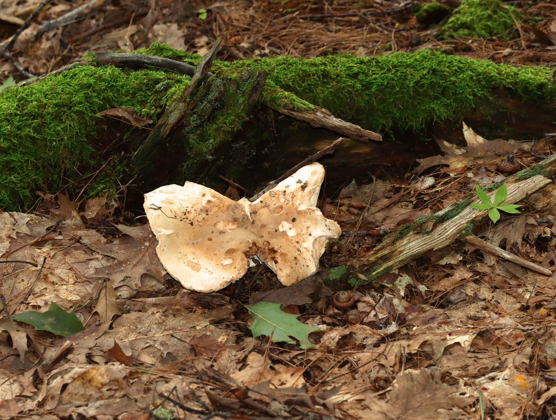 Mushroom - Russula compacta Habitat: Mixed forest<br />
<figure class="photo"><a href="https://www.jungledragon.com/image/141533/mushroom_-_russula_compacta.html" title="Mushroom - Russula compacta"><img src="https://s3.amazonaws.com/media.jungledragon.com/images/3232/141533_thumb.jpg?AWSAccessKeyId=05GMT0V3GWVNE7GGM1R2&Expires=1767225610&Signature=rinY7%2B6sBy8fMS7wUAWHWVKX2a0%3D" width="200" height="136" alt="Mushroom - Russula compacta Habitat: Mixed forest<br />
https://www.jungledragon.com/image/141534/mushroom_-_russula_compacta.html Geotagged,Russula compacta,Summer,United States" /></a></figure> Geotagged,Russula compacta,Summer,United States,fungus,mushroom,russula