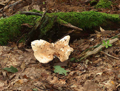Mushroom - Russula compacta Habitat: Mixed forest
https://www.jungledragon.com/image/141533/mushroom_-_russula_compacta.html Geotagged,Russula compacta,Summer,United States,fungus,mushroom,russula