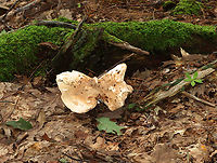 Mushroom - Russula compacta Habitat: Mixed forest<br />
https://www.jungledragon.com/image/141533/mushroom_-_russula_compacta.html Geotagged,Russula compacta,Summer,United States,fungus,mushroom,russula