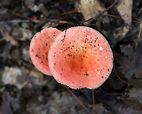 Mushrooms - Russula sp., maybe Russula subdepallens or Russula rosea? Habitat: Growing on the ground; mixed forest<br />
https://www.jungledragon.com/image/141536/mushrooms_-_russula_sp._maybe_russula_subdepallens_or_russula_rosea.html Geotagged,Summer,United States,fungus,mushroom,russula,russulaceae