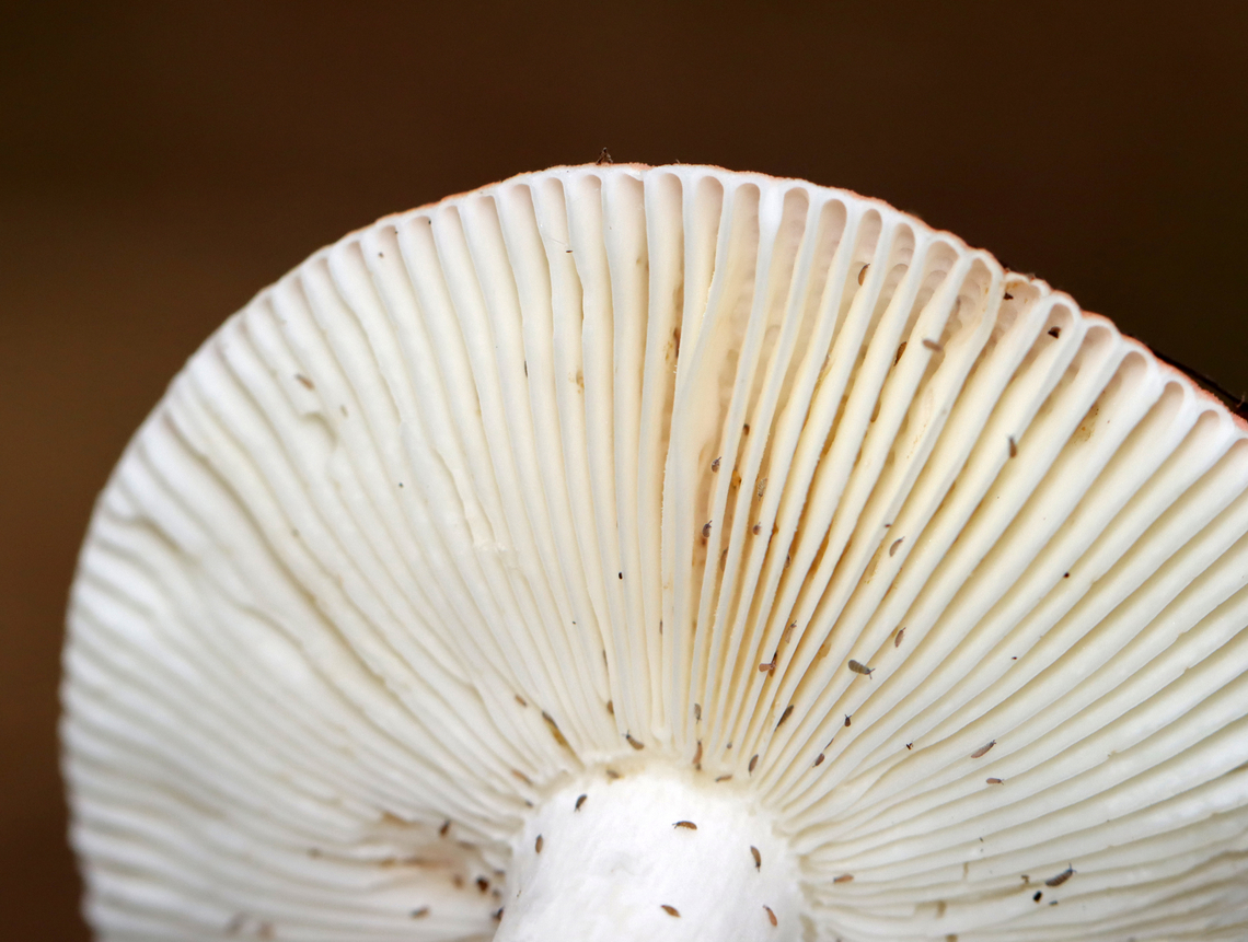 Mushrooms - Russula sp., maybe Russula subdepallens or Russula rosea? It would be fun to do a study on the springtails living on mushrooms....<br />
<br />
Habitat: Growing on the ground; mixed forest<br />
<figure class="photo"><a href="https://www.jungledragon.com/image/141535/mushrooms_-_russula_sp._maybe_russula_subdepallens_or_russula_rosea.html" title="Mushrooms - Russula sp., maybe Russula subdepallens or Russula rosea?"><img src="https://s3.amazonaws.com/media.jungledragon.com/images/3232/141535_thumb.jpg?AWSAccessKeyId=05GMT0V3GWVNE7GGM1R2&Expires=1759968010&Signature=xpJ%2B0%2FtxYDQVCQmDRGnSx1Lg%2ByE%3D" width="200" height="160" alt="Mushrooms - Russula sp., maybe Russula subdepallens or Russula rosea? Habitat: Growing on the ground; mixed forest<br />
https://www.jungledragon.com/image/141536/mushrooms_-_russula_sp._maybe_russula_subdepallens_or_russula_rosea.html Geotagged,Summer,United States,fungus,mushroom,russula,russulaceae" /></a></figure> Geotagged,Summer,United States