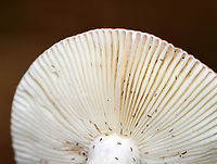 Mushrooms - Russula sp., maybe Russula subdepallens or Russula rosea? It would be fun to do a study on the springtails living on mushrooms....<br />
<br />
Habitat: Growing on the ground; mixed forest<br />
https://www.jungledragon.com/image/141535/mushrooms_-_russula_sp._maybe_russula_subdepallens_or_russula_rosea.html Geotagged,Summer,United States