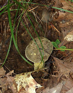 Mushroom - Retiboletus sp., maybe Retiboletus ornatipes or Retiboletus griseus This looks like either Retiboletus ornatipes or Retiboletus griseus. I can't tell the difference though because both can get a grayish cap, but ornatipes is more yellow, I think. I didn't cut it open or do chemical tests. I lean towards it being ornatipes, but have posted it on Mushroom Observer to see if anyone can help with the ID.

Habitat: Growing on the ground; mixed forest
https://www.jungledragon.com/image/141542/mushroom_-_retiboletus_sp._maybe_retiboletus_ornatipes_or_retiboletus_griseus.html Geotagged,Summer,United States