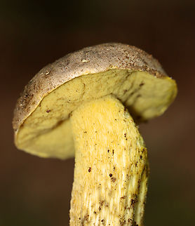 Mushroom - Retiboletus sp., maybe Retiboletus ornatipes or Retiboletus griseus This looks like either Retiboletus ornatipes or Retiboletus griseus. I can't tell the difference though because both can get a grayish cap, but ornatipes is more yellow, I think. I didn't cut it open or do chemical tests. I lean towards it being ornatipes, but have posted it on Mushroom Observer to see if anyone can help with the ID.

Habitat: Growing on the ground; mixed forest
https://www.jungledragon.com/image/141541/mushroom_-_retiboletus_sp._maybe_retiboletus_ornatipes_or_retiboletus_griseus.html Geotagged,Retiboletus,Summer,United States,fungus,mushroom