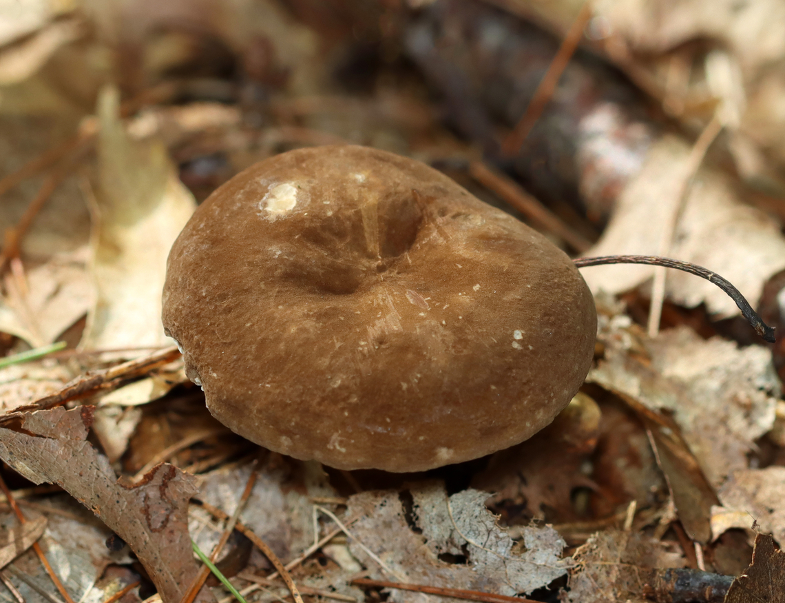 Mushroom - Lactarius lignyotus Probably Lactarius lignyotus var. canadensis.<br />
<br />
Brown cap, cream gills, and a brownish stipe with white basal mycelium. The gills leaked white milk.<br />
<br />
Habitat: Mixed forest<br />
<figure class="photo"><a href="https://www.jungledragon.com/image/141545/mushroom_-_lactarius_lignyotus.html" title="Mushroom - Lactarius lignyotus"><img src="https://s3.amazonaws.com/media.jungledragon.com/images/3232/141545_thumb.jpg?AWSAccessKeyId=05GMT0V3GWVNE7GGM1R2&Expires=1767225610&Signature=kXyaDzxHaIzfGXXlFYvSeH0o4jw%3D" width="200" height="136" alt="Mushroom - Lactarius lignyotus Probably Lactarius lignyotus var. canadensis.<br />
<br />
Brown cap, cream gills, and a brownish stipe with white basal mycelium. The gills leaked white milk.<br />
<br />
Habitat: Mixed forest<br />
https://www.jungledragon.com/image/141544/mushroom_-_lactarius_lignyotus.html Geotagged,Lactarius lignyotus,Summer,United States,fungus,lactarius,mushroom" /></a></figure> Geotagged,Lactarius lignyotus,Summer,United States