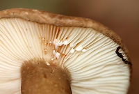Mushroom - Lactarius lignyotus Probably Lactarius lignyotus var. canadensis.<br />
<br />
Brown cap, cream gills, and a brownish stipe with white basal mycelium. The gills leaked white milk.<br />
<br />
Habitat: Mixed forest<br />
https://www.jungledragon.com/image/141544/mushroom_-_lactarius_lignyotus.html Geotagged,Lactarius lignyotus,Summer,United States,fungus,lactarius,mushroom