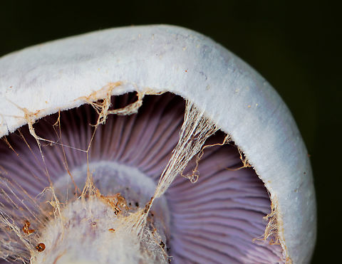 Silvery Violet Cort - Cortinarius alboviolaceus Silvery lilac mushroom with purple gills. Pale lilac flesh. The cap was dry and silky. The base of the stipe was enlarged and had some whitish veil material.

Habitat: Growing on the ground in a mixed forest
https://www.jungledragon.com/image/141549/silvery_violet_cort_-_cortinarius_alboviolaceus.html
https://www.jungledragon.com/image/141548/silvery_violet_cort_-_cortinarius_alboviolaceus.html
https://www.jungledragon.com/image/141547/silvery_violet_cort_-_cortinarius_alboviolaceus.html
https://www.jungledragon.com/image/141546/silvery_violet_cort_-_cortinarius_alboviolaceus.html Cortinarius alboviolaceus,Geotagged,Summer,United States,cortinarius,fungus,mushroom