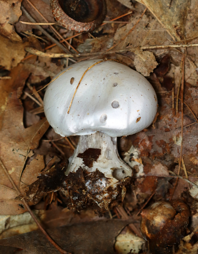 Silvery Violet Cort - Cortinarius alboviolaceus Silvery lilac mushroom with purple gills. Pale lilac flesh. The cap was dry and silky. The base of the stipe was enlarged and had some whitish veil material.<br />
<br />
Habitat: Growing on the ground in a mixed forest<br />
<figure class="photo"><a href="https://www.jungledragon.com/image/141549/silvery_violet_cort_-_cortinarius_alboviolaceus.html" title="Silvery Violet Cort - Cortinarius alboviolaceus"><img src="https://s3.amazonaws.com/media.jungledragon.com/images/3232/141549_thumb.jpg?AWSAccessKeyId=05GMT0V3GWVNE7GGM1R2&Expires=1767225610&Signature=rmu5b%2BsDxD0f%2BzEpU1rd%2FNUsq2k%3D" width="200" height="160" alt="Silvery Violet Cort - Cortinarius alboviolaceus Silvery lilac mushroom with purple gills. Pale lilac flesh. The cap was dry and silky. The base of the stipe was enlarged and had some whitish veil material.<br />
<br />
Habitat: Growing on the ground in a mixed forest<br />
https://www.jungledragon.com/image/141549/silvery_violet_cort_-_cortinarius_alboviolaceus.html<br />
https://www.jungledragon.com/image/141548/silvery_violet_cort_-_cortinarius_alboviolaceus.html<br />
https://www.jungledragon.com/image/141547/silvery_violet_cort_-_cortinarius_alboviolaceus.html<br />
https://www.jungledragon.com/image/141546/silvery_violet_cort_-_cortinarius_alboviolaceus.html Cortinarius alboviolaceus,Geotagged,Summer,United States" /></a></figure><br />
<figure class="photo"><a href="https://www.jungledragon.com/image/141548/silvery_violet_cort_-_cortinarius_alboviolaceus.html" title="Silvery Violet Cort - Cortinarius alboviolaceus"><img src="https://s3.amazonaws.com/media.jungledragon.com/images/3232/141548_thumb.jpg?AWSAccessKeyId=05GMT0V3GWVNE7GGM1R2&Expires=1767225610&Signature=gsuWOEgzpdXHWw%2BJ2Y6rw1snxqQ%3D" width="200" height="158" alt="Silvery Violet Cort - Cortinarius alboviolaceus Silvery lilac mushroom with purple gills. Pale lilac flesh. The cap was dry and silky. The base of the stipe was enlarged and had some whitish veil material.<br />
<br />
Habitat: Growing on the ground in a mixed forest<br />
https://www.jungledragon.com/image/141549/silvery_violet_cort_-_cortinarius_alboviolaceus.html<br />
https://www.jungledragon.com/image/141548/silvery_violet_cort_-_cortinarius_alboviolaceus.html<br />
https://www.jungledragon.com/image/141547/silvery_violet_cort_-_cortinarius_alboviolaceus.html<br />
https://www.jungledragon.com/image/141546/silvery_violet_cort_-_cortinarius_alboviolaceus.html Cortinarius alboviolaceus,Geotagged,Summer,United States" /></a></figure><br />
<figure class="photo"><a href="https://www.jungledragon.com/image/141547/silvery_violet_cort_-_cortinarius_alboviolaceus.html" title="Silvery Violet Cort - Cortinarius alboviolaceus"><img src="https://s3.amazonaws.com/media.jungledragon.com/images/3232/141547_thumb.jpg?AWSAccessKeyId=05GMT0V3GWVNE7GGM1R2&Expires=1767225610&Signature=ryhMx5fJ3FOW6nC7yGaQWB5B1Lw%3D" width="120" height="152" alt="Silvery Violet Cort - Cortinarius alboviolaceus Silvery lilac mushroom with purple gills. Pale lilac flesh. The cap was dry and silky. The base of the stipe was enlarged and had some whitish veil material.<br />
<br />
Habitat: Growing on the ground in a mixed forest<br />
https://www.jungledragon.com/image/141549/silvery_violet_cort_-_cortinarius_alboviolaceus.html<br />
https://www.jungledragon.com/image/141548/silvery_violet_cort_-_cortinarius_alboviolaceus.html<br />
https://www.jungledragon.com/image/141547/silvery_violet_cort_-_cortinarius_alboviolaceus.html<br />
https://www.jungledragon.com/image/141546/silvery_violet_cort_-_cortinarius_alboviolaceus.html Cortinarius alboviolaceus,Geotagged,Summer,United States" /></a></figure><br />
<figure class="photo"><a href="https://www.jungledragon.com/image/141546/silvery_violet_cort_-_cortinarius_alboviolaceus.html" title="Silvery Violet Cort - Cortinarius alboviolaceus"><img src="https://s3.amazonaws.com/media.jungledragon.com/images/3232/141546_thumb.jpg?AWSAccessKeyId=05GMT0V3GWVNE7GGM1R2&Expires=1767225610&Signature=fpDdcWEux%2Beb30v74ZlWtk0VmME%3D" width="200" height="156" alt="Silvery Violet Cort - Cortinarius alboviolaceus Silvery lilac mushroom with purple gills. Pale lilac flesh. The cap was dry and silky. The base of the stipe was enlarged and had some whitish veil material.<br />
<br />
Habitat: Growing on the ground in a mixed forest<br />
https://www.jungledragon.com/image/141549/silvery_violet_cort_-_cortinarius_alboviolaceus.html<br />
https://www.jungledragon.com/image/141548/silvery_violet_cort_-_cortinarius_alboviolaceus.html<br />
https://www.jungledragon.com/image/141547/silvery_violet_cort_-_cortinarius_alboviolaceus.html<br />
https://www.jungledragon.com/image/141546/silvery_violet_cort_-_cortinarius_alboviolaceus.html Cortinarius alboviolaceus,Geotagged,Summer,United States,cortinarius,fungus,mushroom" /></a></figure> Cortinarius alboviolaceus,Geotagged,Summer,United States