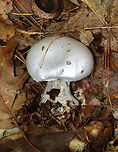 Silvery Violet Cort - Cortinarius alboviolaceus Silvery lilac mushroom with purple gills. Pale lilac flesh. The cap was dry and silky. The base of the stipe was enlarged and had some whitish veil material.<br />
<br />
Habitat: Growing on the ground in a mixed forest<br />
https://www.jungledragon.com/image/141549/silvery_violet_cort_-_cortinarius_alboviolaceus.html<br />
https://www.jungledragon.com/image/141548/silvery_violet_cort_-_cortinarius_alboviolaceus.html<br />
https://www.jungledragon.com/image/141547/silvery_violet_cort_-_cortinarius_alboviolaceus.html<br />
https://www.jungledragon.com/image/141546/silvery_violet_cort_-_cortinarius_alboviolaceus.html Cortinarius alboviolaceus,Geotagged,Summer,United States