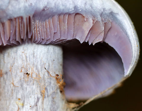 Silvery Violet Cort - Cortinarius alboviolaceus Silvery lilac mushroom with purple gills. Pale lilac flesh. The cap was dry and silky. The base of the stipe was enlarged and had some whitish veil material.

Habitat: Growing on the ground in a mixed forest
https://www.jungledragon.com/image/141549/silvery_violet_cort_-_cortinarius_alboviolaceus.html
https://www.jungledragon.com/image/141548/silvery_violet_cort_-_cortinarius_alboviolaceus.html
https://www.jungledragon.com/image/141547/silvery_violet_cort_-_cortinarius_alboviolaceus.html
https://www.jungledragon.com/image/141546/silvery_violet_cort_-_cortinarius_alboviolaceus.html Cortinarius alboviolaceus,Geotagged,Summer,United States