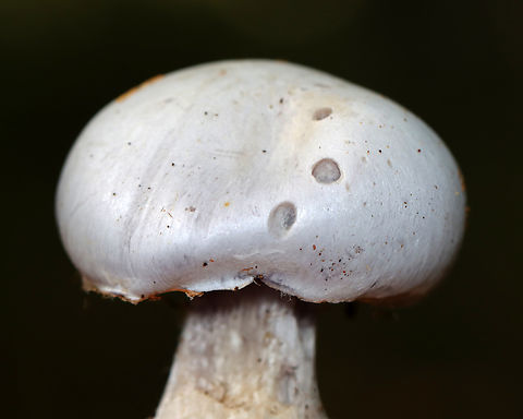 Silvery Violet Cort - Cortinarius alboviolaceus Silvery lilac mushroom with purple gills. Pale lilac flesh. The cap was dry and silky. The base of the stipe was enlarged and had some whitish veil material.

Habitat: Growing on the ground in a mixed forest
https://www.jungledragon.com/image/141549/silvery_violet_cort_-_cortinarius_alboviolaceus.html
https://www.jungledragon.com/image/141548/silvery_violet_cort_-_cortinarius_alboviolaceus.html
https://www.jungledragon.com/image/141547/silvery_violet_cort_-_cortinarius_alboviolaceus.html
https://www.jungledragon.com/image/141546/silvery_violet_cort_-_cortinarius_alboviolaceus.html Cortinarius alboviolaceus,Geotagged,Summer,United States