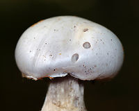 Silvery Violet Cort - Cortinarius alboviolaceus Silvery lilac mushroom with purple gills. Pale lilac flesh. The cap was dry and silky. The base of the stipe was enlarged and had some whitish veil material.<br />
<br />
Habitat: Growing on the ground in a mixed forest<br />
https://www.jungledragon.com/image/141549/silvery_violet_cort_-_cortinarius_alboviolaceus.html<br />
https://www.jungledragon.com/image/141548/silvery_violet_cort_-_cortinarius_alboviolaceus.html<br />
https://www.jungledragon.com/image/141547/silvery_violet_cort_-_cortinarius_alboviolaceus.html<br />
https://www.jungledragon.com/image/141546/silvery_violet_cort_-_cortinarius_alboviolaceus.html Cortinarius alboviolaceus,Geotagged,Summer,United States
