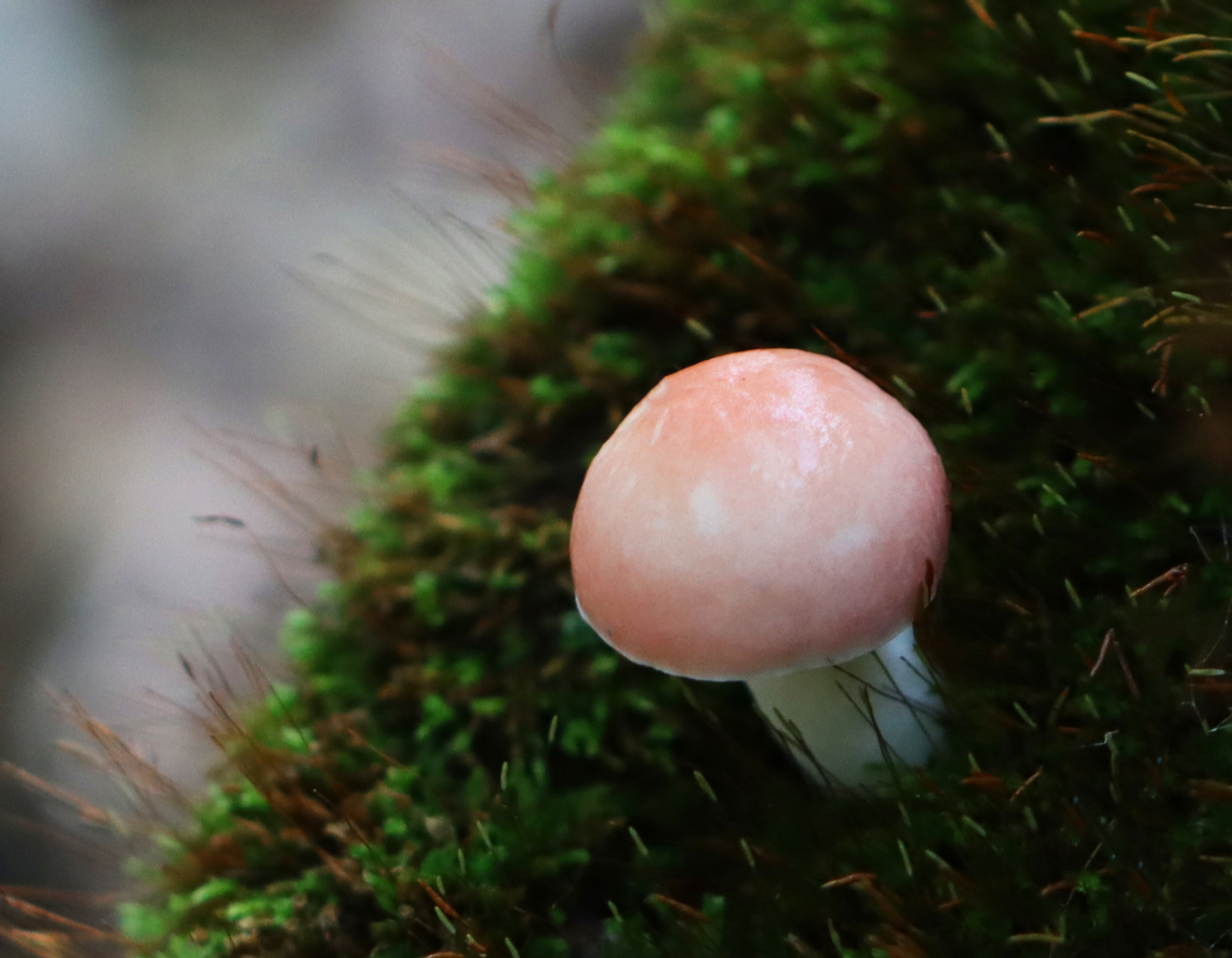 Mushroom - Russula sp. This mushroom was so perfect. It was pale pink, sticky, and growing out of moss.<br />
<br />
Habitat: In moss; mixed forest Geotagged,Summer,United States,fungus,mushroom,russula