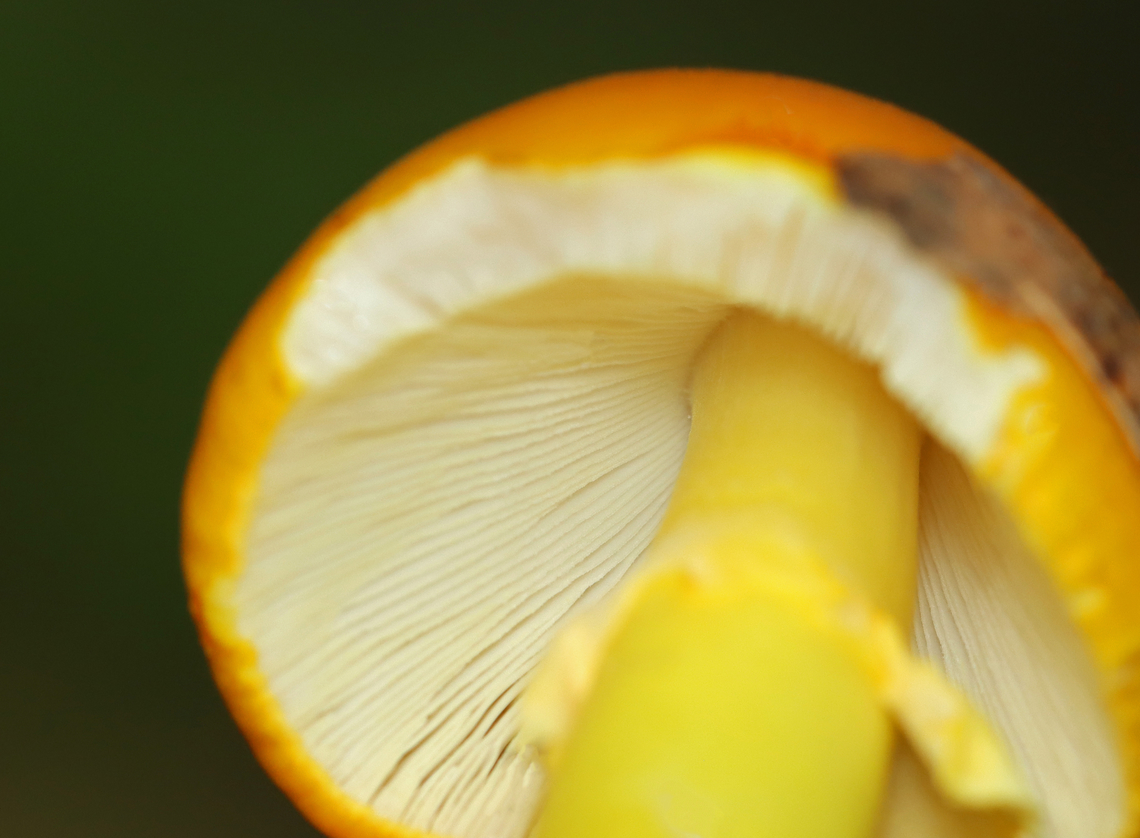 Yellow Dust Amanita - Amanita flavoconia Cap: Orange-ish yellow; tacky; conical<br />
Gills: White; close/crowded; frequent short gills<br />
Stem: Pale yellow; skirt-like ring; yellow volva remnants near base<br />
Habitat: Growing on the ground in a mostly deciduous forest<br />
<figure class="photo"><a href="https://www.jungledragon.com/image/141552/yellow_dust_amanita_-_amanita_flavoconia.html" title="Yellow Dust Amanita - Amanita flavoconia"><img src="https://s3.amazonaws.com/media.jungledragon.com/images/3232/141552_thumb.jpg?AWSAccessKeyId=05GMT0V3GWVNE7GGM1R2&Expires=1759968010&Signature=hST4qNvGRo0zkZX8fpcxbvPuQIA%3D" width="120" height="152" alt="Yellow Dust Amanita - Amanita flavoconia Cap: Orange-ish yellow; tacky; conical<br />
Gills: White; close/crowded; frequent short gills<br />
Stem: Pale yellow; skirt-like ring; yellow volva remnants near base<br />
Habitat: Growing on the ground in a mostly deciduous forest<br />
https://www.jungledragon.com/image/141551/yellow_dust_amanita_-_amanita_flavoconia.html Amanita flavoconia,Geotagged,Summer,United States,Yellow-dust Amanita,amanita,fungus,mushroom" /></a></figure> Amanita flavoconia,Geotagged,Summer,United States,Yellow-dust Amanita