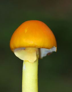 Yellow Dust Amanita - Amanita flavoconia Cap: Orange-ish yellow; tacky; conical
Gills: White; close/crowded; frequent short gills
Stem: Pale yellow; skirt-like ring; yellow volva remnants near base
Habitat: Growing on the ground in a mostly deciduous forest
https://www.jungledragon.com/image/141551/yellow_dust_amanita_-_amanita_flavoconia.html Amanita flavoconia,Geotagged,Summer,United States,Yellow-dust Amanita,amanita,fungus,mushroom