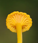 Mushrooms - Gloioxanthomyces nitidus? Sunken caps with wavy margins; cap sizes were ~2-4 cm. Gills were decurrent with short gills. Long, thin, hollow stipes.<br />
<br />
I think they are either Gloioxanthomyces nitidus or Cantharellus minor.<br />
<br />
Habitat:Growing on the ground in a moist, mixed forest.<br />
https://www.jungledragon.com/image/141574/mushrooms_-_gloioxanthomyces_nitidus.html<br />
https://www.jungledragon.com/image/141680/mushrooms_-_gloioxanthomyces_nitidus.html Geotagged,Summer,United States