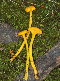 Mushrooms - Gloioxanthomyces nitidus? Sunken caps with wavy margins; cap sizes were ~2-4 cm. Gills were decurrent with short gills. Long, thin, hollow stipes.

I think they are either Gloioxanthomyces nitidus or Cantharellus minor.

Habitat:Growing on the ground in a moist, mixed forest.
https://www.jungledragon.com/image/141573/mushrooms_-_gloioxanthomyces_nitidus.html
https://www.jungledragon.com/image/141680/mushrooms_-_gloioxanthomyces_nitidus.html Geotagged,Summer,United States,fungus,mushroom