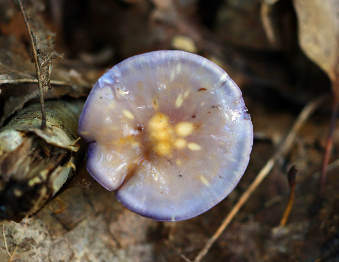 Spotted Cort - Cortinarius iodes Love its freckles &lt;3.<br />
<br />
Habitat: Mixed forest Cortinarius iodes,Fungus,Geotagged,Spotted cort,Summer,United States,cort,cortinarius,mushroom