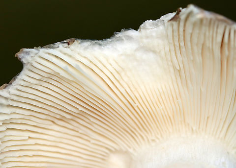 Cracked Quilt Russula - Russula parvovirescens It was mostly eaten, but had such a beautiful color and pattern.

Habitat: Growing on the ground in a mixed forest with lots of oak and pine.
https://www.jungledragon.com/image/141577/cracked_quilt_russula_-_russula_parvovirescens.html Geotagged,Russula parvovirescens,Summer,United States