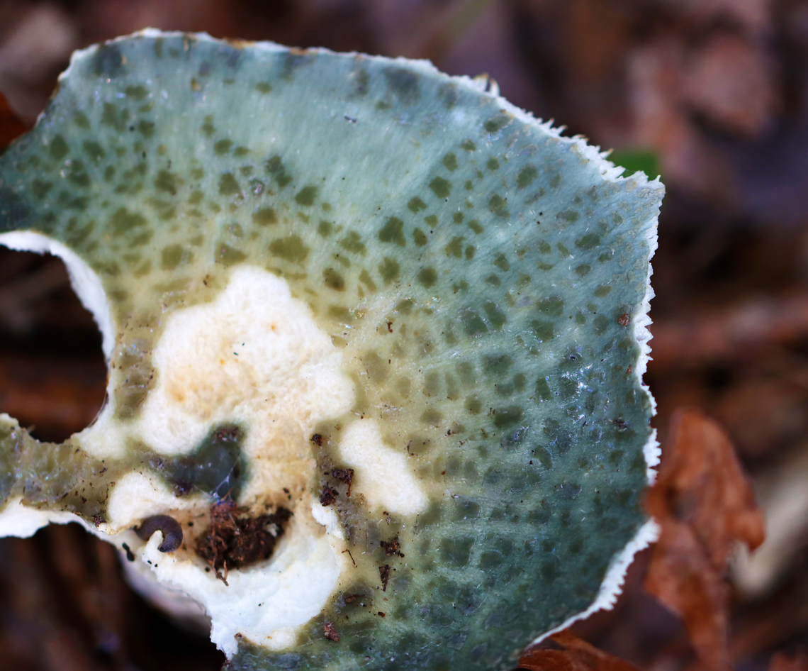 Cracked Quilt Russula - Russula parvovirescens It was mostly eaten, but had such a beautiful color and pattern. <br />
<br />
Habitat: Growing on the ground in a mixed forest with lots of oak and pine.<br />
<figure class="photo"><a href="https://www.jungledragon.com/image/141576/cracked_quilt_russula_-_russula_parvovirescens.html" title="Cracked Quilt Russula - Russula parvovirescens"><img src="https://s3.amazonaws.com/media.jungledragon.com/images/3232/141576_thumb.jpg?AWSAccessKeyId=05GMT0V3GWVNE7GGM1R2&Expires=1767225610&Signature=7Zg7IRt2M7dbqOld%2FWarIB656bE%3D" width="200" height="144" alt="Cracked Quilt Russula - Russula parvovirescens It was mostly eaten, but had such a beautiful color and pattern.<br />
<br />
Habitat: Growing on the ground in a mixed forest with lots of oak and pine.<br />
https://www.jungledragon.com/image/141577/cracked_quilt_russula_-_russula_parvovirescens.html Geotagged,Russula parvovirescens,Summer,United States" /></a></figure> Geotagged,Russula parvovirescens,Summer,United States,fungus,mushroom,russula