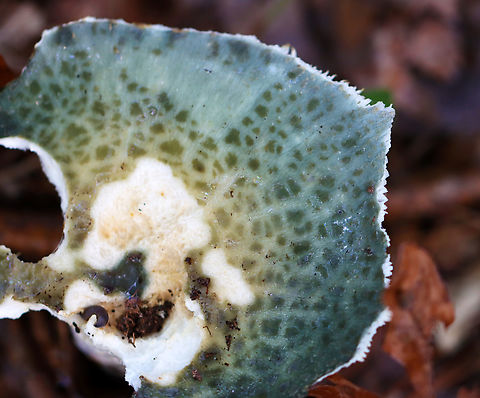 Cracked Quilt Russula - Russula parvovirescens It was mostly eaten, but had such a beautiful color and pattern. 

Habitat: Growing on the ground in a mixed forest with lots of oak and pine.
https://www.jungledragon.com/image/141576/cracked_quilt_russula_-_russula_parvovirescens.html Geotagged,Russula parvovirescens,Summer,United States,fungus,mushroom,russula
