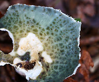 Cracked Quilt Russula - Russula parvovirescens It was mostly eaten, but had such a beautiful color and pattern. <br />
<br />
Habitat: Growing on the ground in a mixed forest with lots of oak and pine.<br />
https://www.jungledragon.com/image/141576/cracked_quilt_russula_-_russula_parvovirescens.html Geotagged,Russula parvovirescens,Summer,United States,fungus,mushroom,russula