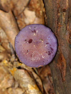 Spotted Cort - Cortinarius iodes Habitat: Deciduous forest
https://www.jungledragon.com/image/141613/spotted_cort_-_cortinarius_iodes.html Cortinarius iodes,Geotagged,Spotted cort,Summer,United States