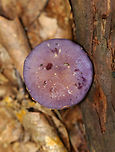 Spotted Cort - Cortinarius iodes Habitat: Deciduous forest<br />
https://www.jungledragon.com/image/141613/spotted_cort_-_cortinarius_iodes.html Cortinarius iodes,Geotagged,Spotted cort,Summer,United States