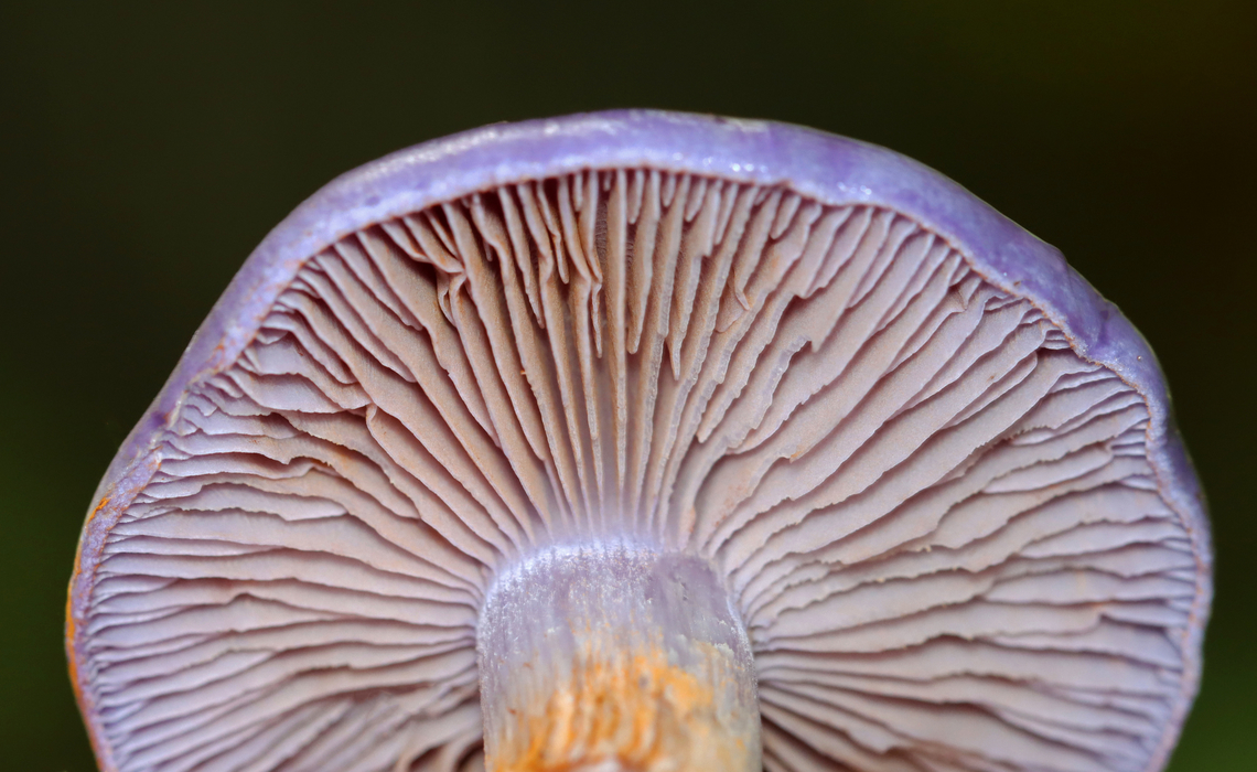 Spotted Cort - Cortinarius iodes Habitat: Deciduous forest<br />
<figure class="photo"><a href="https://www.jungledragon.com/image/141612/spotted_cort_-_cortinarius_iodes.html" title="Spotted Cort - Cortinarius iodes"><img src="https://s3.amazonaws.com/media.jungledragon.com/images/3232/141612_thumb.jpg?AWSAccessKeyId=05GMT0V3GWVNE7GGM1R2&Expires=1767225610&Signature=pX5QkfoRlMzfu7QR1fbqgAHF5iE%3D" width="116" height="152" alt="Spotted Cort - Cortinarius iodes Habitat: Deciduous forest<br />
https://www.jungledragon.com/image/141613/spotted_cort_-_cortinarius_iodes.html Cortinarius iodes,Geotagged,Spotted cort,Summer,United States" /></a></figure> Cortinarius,Cortinarius iodes,Geotagged,Spotted cort,Summer,United States,fungus,mushroom