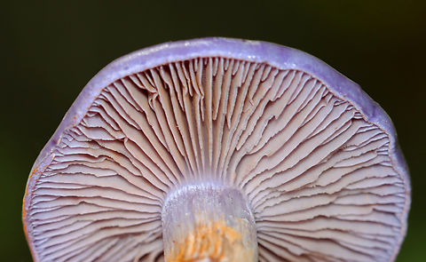 Spotted Cort - Cortinarius iodes Habitat: Deciduous forest
https://www.jungledragon.com/image/141612/spotted_cort_-_cortinarius_iodes.html Cortinarius,Cortinarius iodes,Geotagged,Spotted cort,Summer,United States,fungus,mushroom