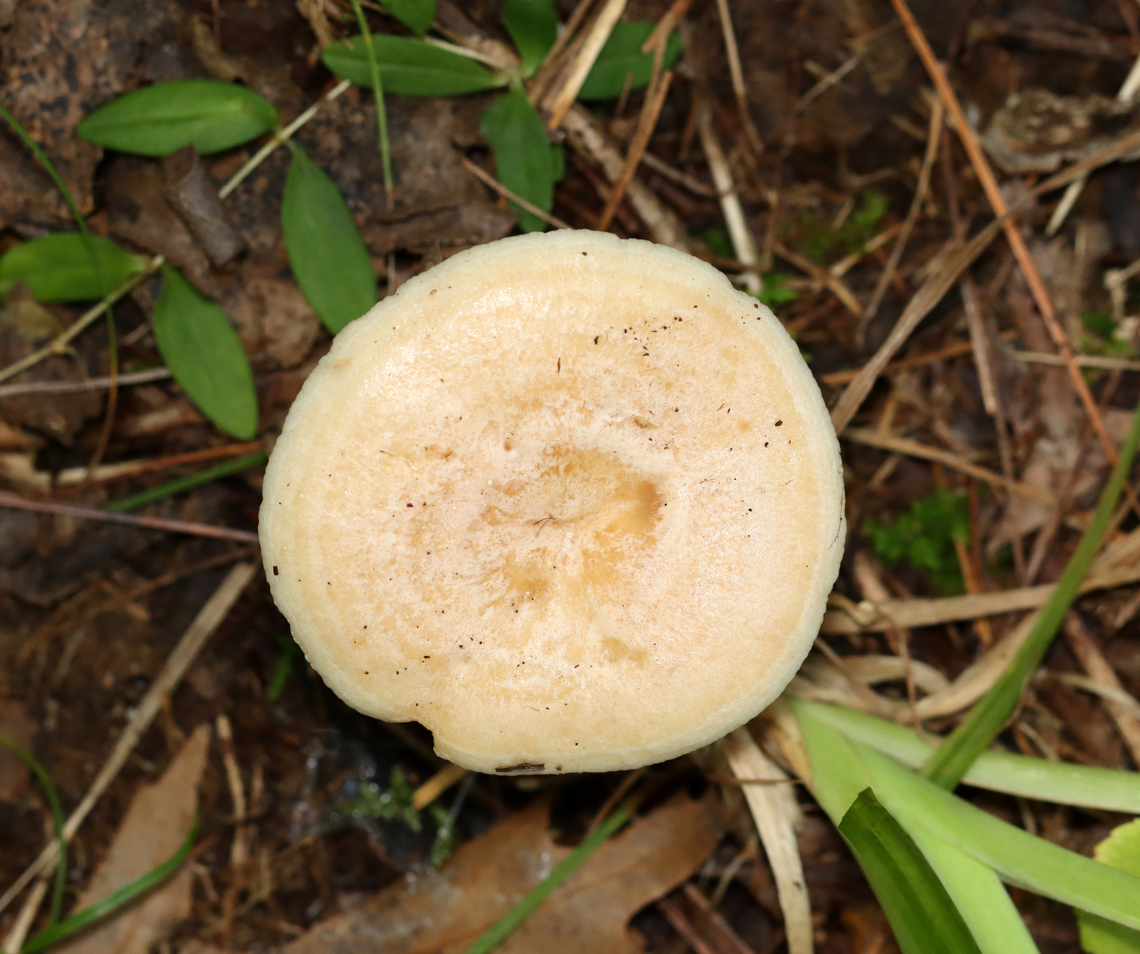 Yellow-staining milkcap - Lactarius vinaceorufescens The latex is initially white, but turns yellow within a few seconds on exposure to air.<br />
<br />
Habitat: Mixed forest<br />
<figure class="photo"><a href="https://www.jungledragon.com/image/141638/yellow-staining_milkcap_-_lactarius_vinaceorufescens.html" title="Yellow-staining milkcap - Lactarius vinaceorufescens"><img src="https://s3.amazonaws.com/media.jungledragon.com/images/3232/141638_thumb.jpg?AWSAccessKeyId=05GMT0V3GWVNE7GGM1R2&Expires=1759968010&Signature=48F4Sq%2FPa03tRSpLvseQ3QDfEwA%3D" width="200" height="134" alt="Yellow-staining milkcap - Lactarius vinaceorufescens The latex is initially white, but turns yellow within a few seconds on exposure to air.<br />
<br />
Habitat: Mixed forest<br />
https://www.jungledragon.com/image/141637/yellow-staining_milkcap_-_lactarius_vinaceorufescens.html Geotagged,Lactarius,Lactarius vinaceorufescens,Summer,United States,Yellow-staining milkcap,fungus,milkcap,mushroom" /></a></figure> Geotagged,Lactarius vinaceorufescens,Summer,United States,Yellow-staining milkcap